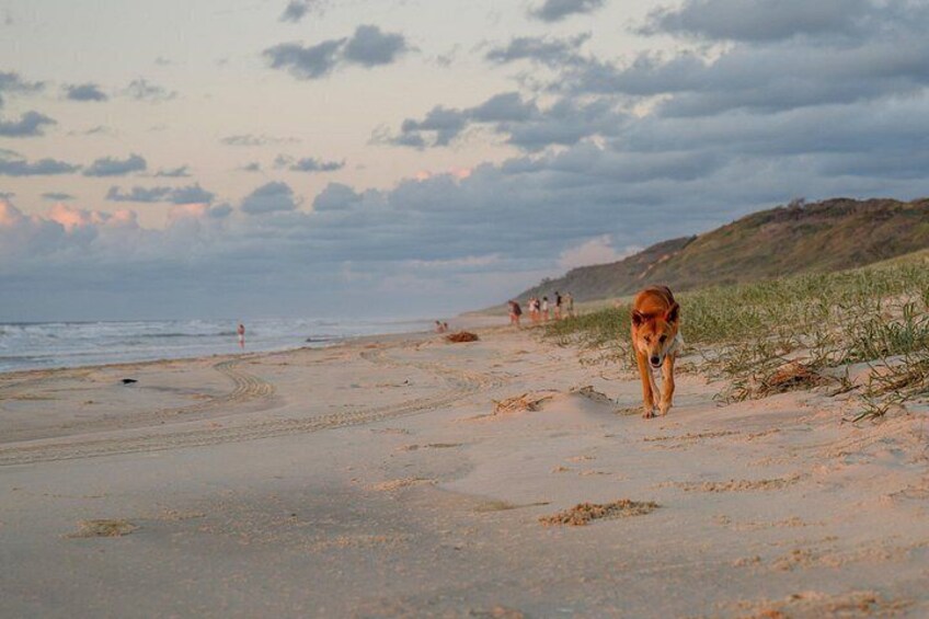 A beach with a dog walking along the shore, dunes, and the ocean in the background. 3