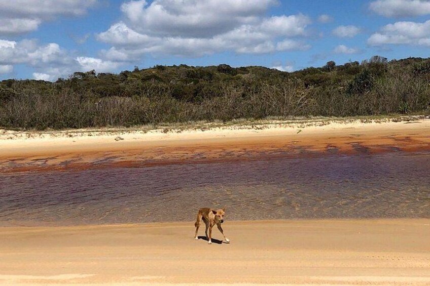 DIngo 2