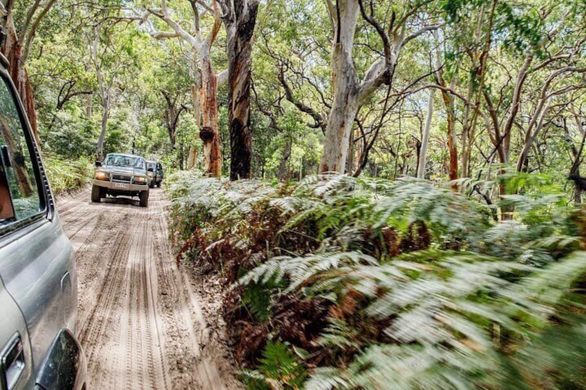 A dirt road with vehicles, surrounded by dense forest and ferns. 2