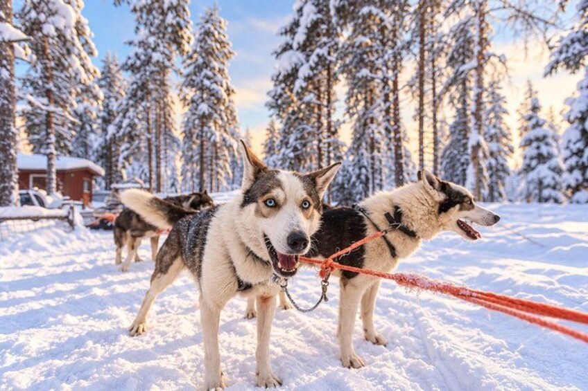 Two huskies on a snowy trail with a red leash, surrounded by snow-covered trees and a cabin in the background. 3