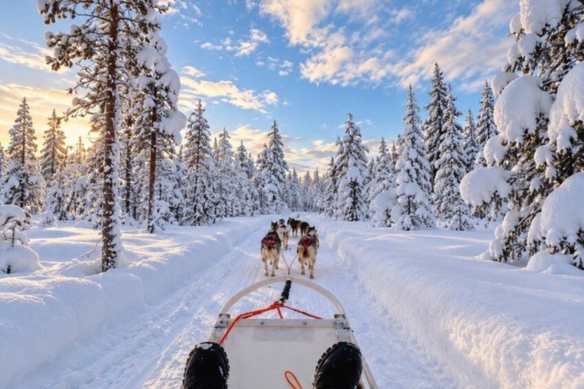 A sled being pulled by dogs through a snowy forest. 4