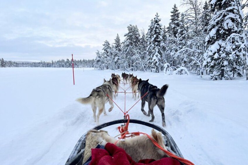 A sled pulled by husky dogs on a snowy landscape with trees in the background. 2