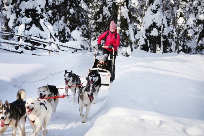 A person in a red jacket riding a sled pulled by three husky dogs in a snowy landscape with trees. 5