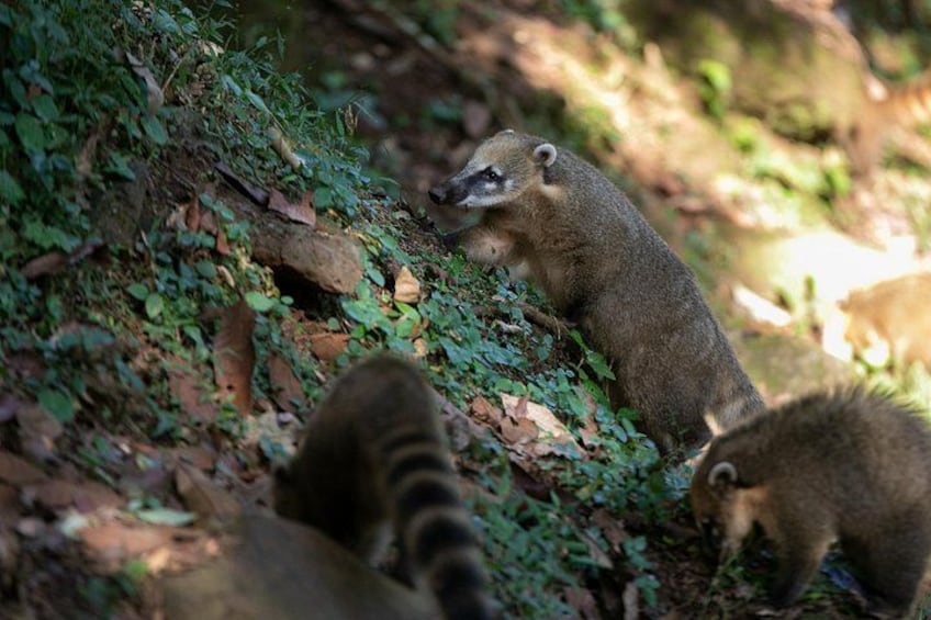 A raccoon on a forested trail with greenery and rocks. 3
