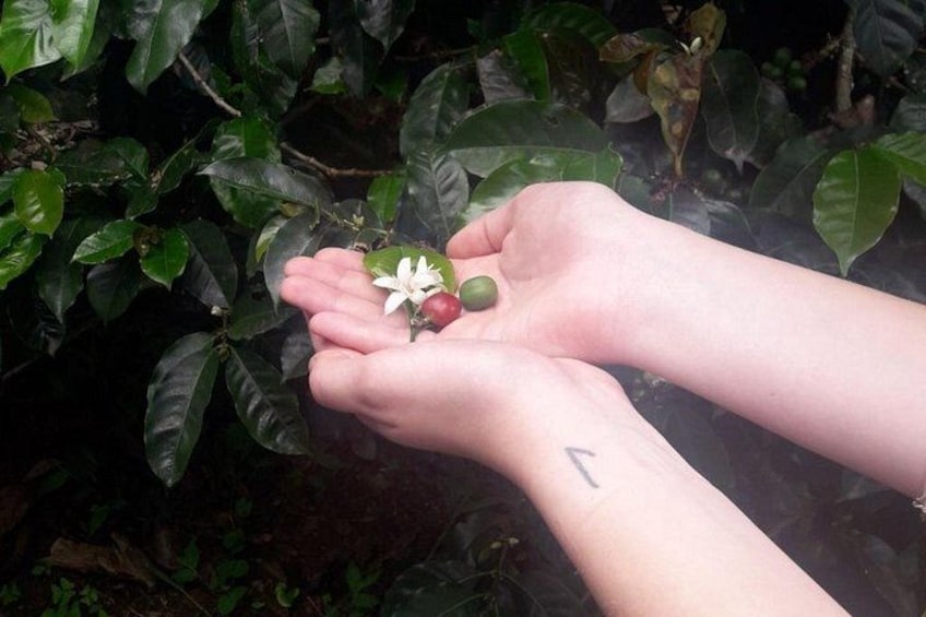 Hands holding a flower and a fruit from a plant with dark green leaves. 4