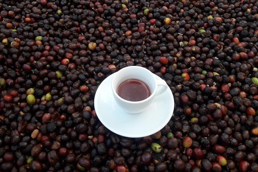 A cup of tea surrounded by coffee beans. 3