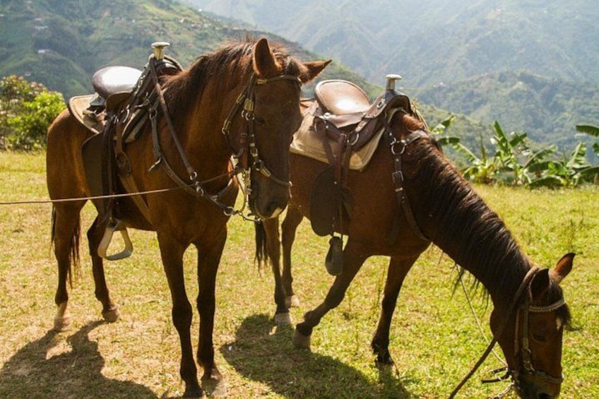 Two horses with saddles in a grassy field with mountains in the background. 2