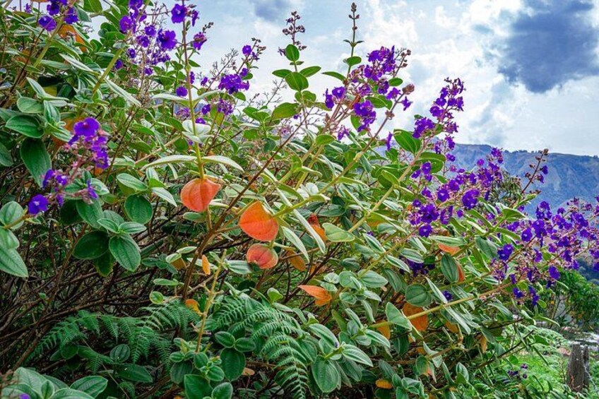 A dense cluster of purple flowers with green foliage and orange leaves, set against a backdrop of mountains and a cloudy sky. 3