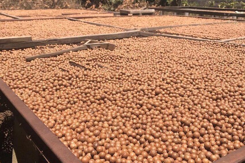 Macadamia Product Process 2