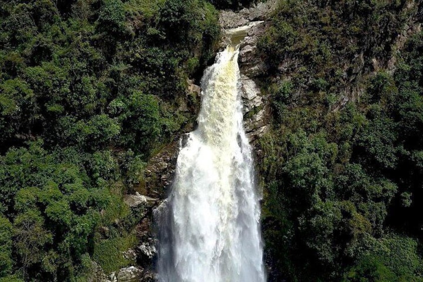 Una cascada rodeada de bosque denso. 5