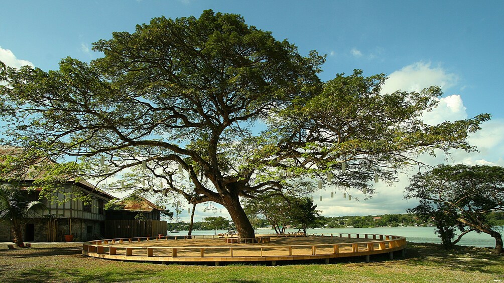 A large tree in a park with a wooden deck and a building in the background. 4