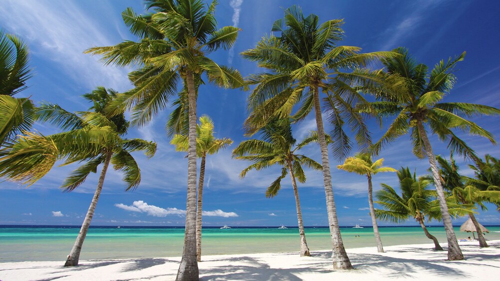 A beach with palm trees and clear turquoise water. 1