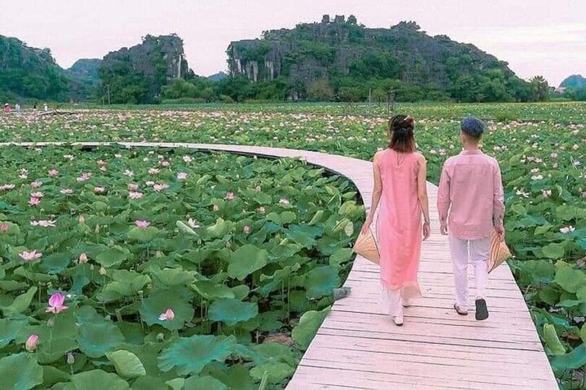 Lotus field in Mua Cave complex 2