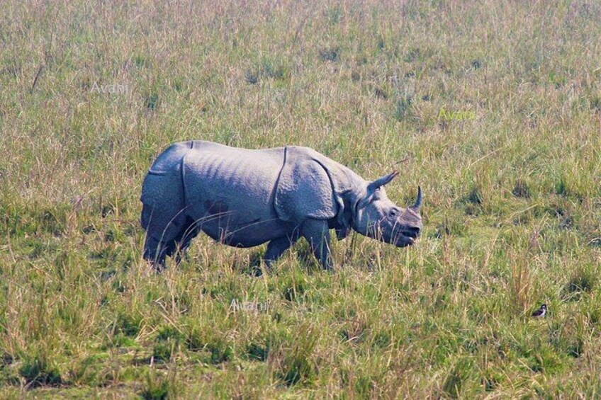 Tour of Pobitora Wildlife Sanctuary from Guwahati with Safari, Lunch and Guide 4