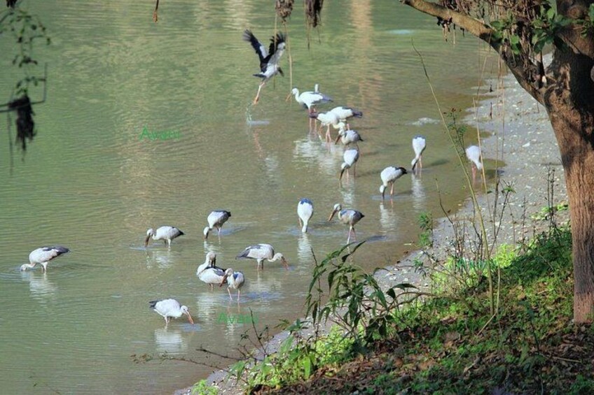 Tour of Pobitora Wildlife Sanctuary from Guwahati with Safari, Lunch and Guide 3