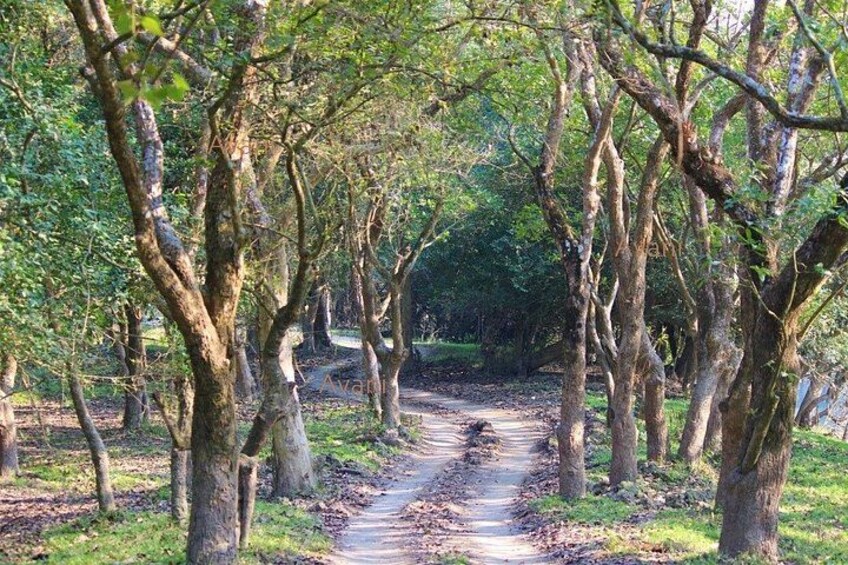 Tour of Pobitora Wildlife Sanctuary from Guwahati with Safari, Lunch and Guide 2
