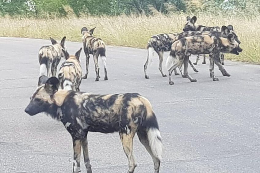 A group of African wild dogs walking on a paved road. 3