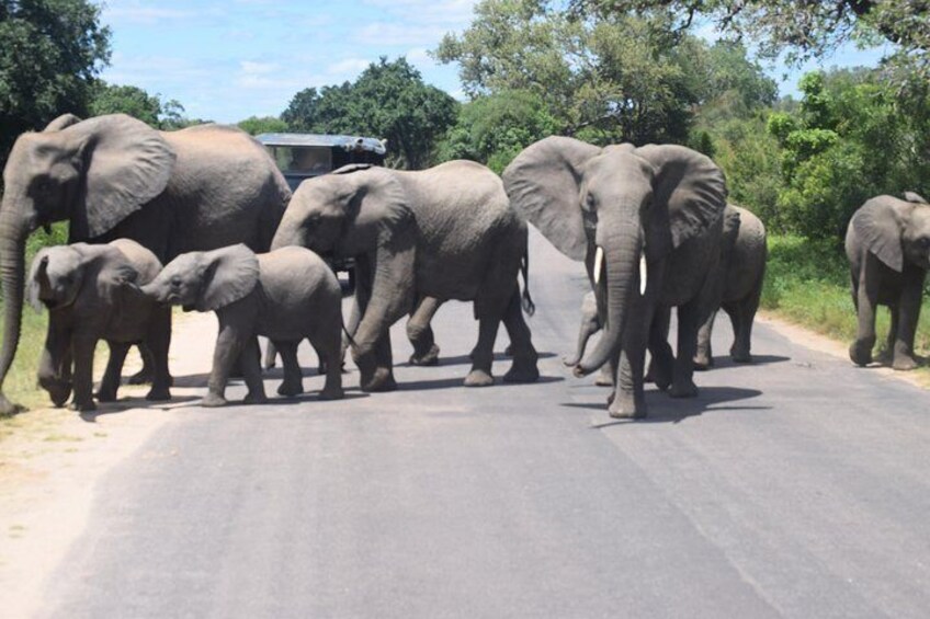 A group of elephants crossing a paved road in a natural setting. 1