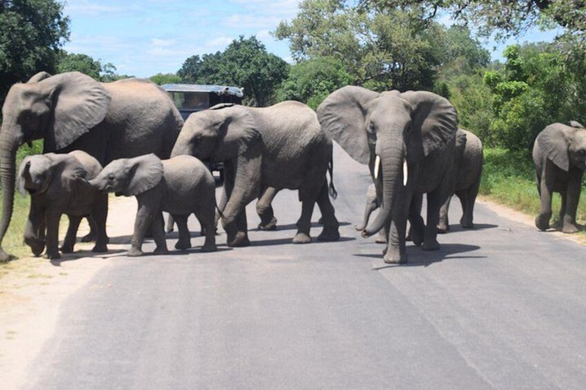 A group of elephants crossing a paved road. 1