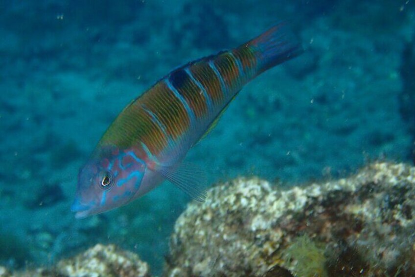 Try Scuba Diving in Lanzarote (No experience needed)