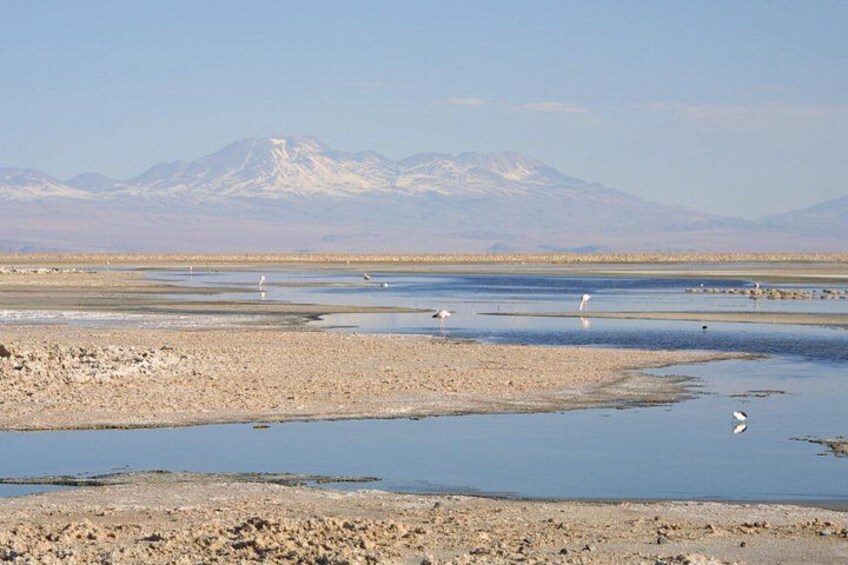 Small-Group Tour Altiplanic Lagoons Red Stones & Flamingo Reserve 4