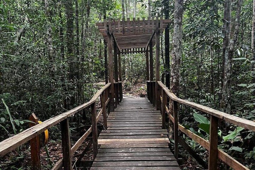 Trails in the Jungle 4