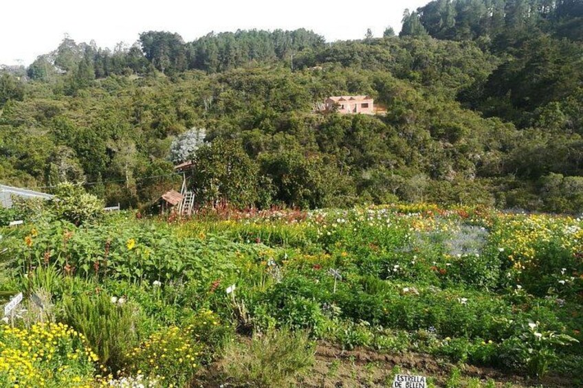 A lush garden with various plants and flowers, a small house on a hill, and dense forest in the background. 1