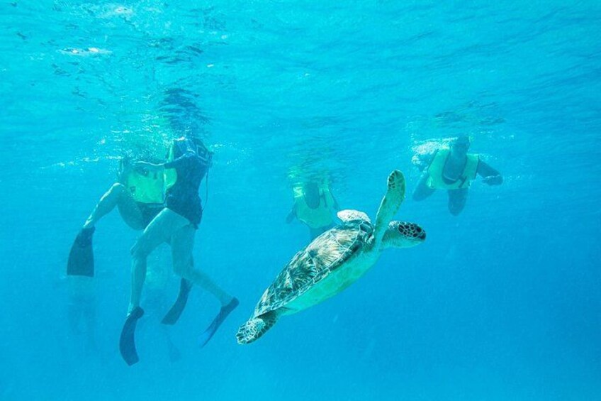 A diver and a sea turtle swimming underwater. 1