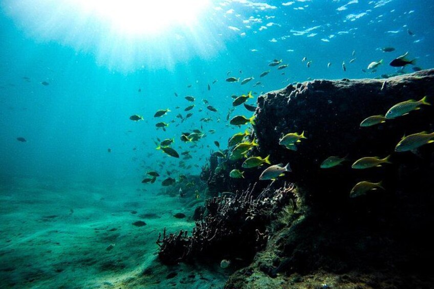 Une scène sous-marine où la lumière du soleil filtre à travers l’eau, un banc de poissons jaunes nageant près d’une formation rocheuse, et un récif corallien en arrière-plan. 3