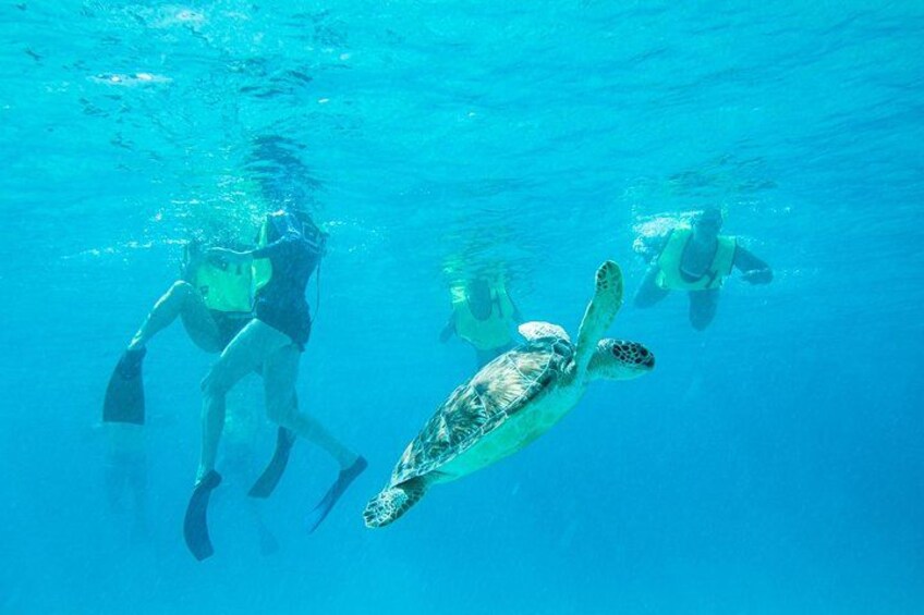 Un plongeur et une tortue de mer nagent sous l’eau. 1