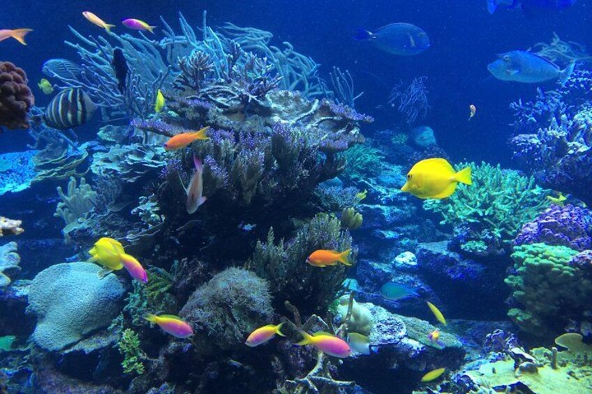 Une scène sous-marine avec différentes espèces de poissons et des formations coralliennes. 5