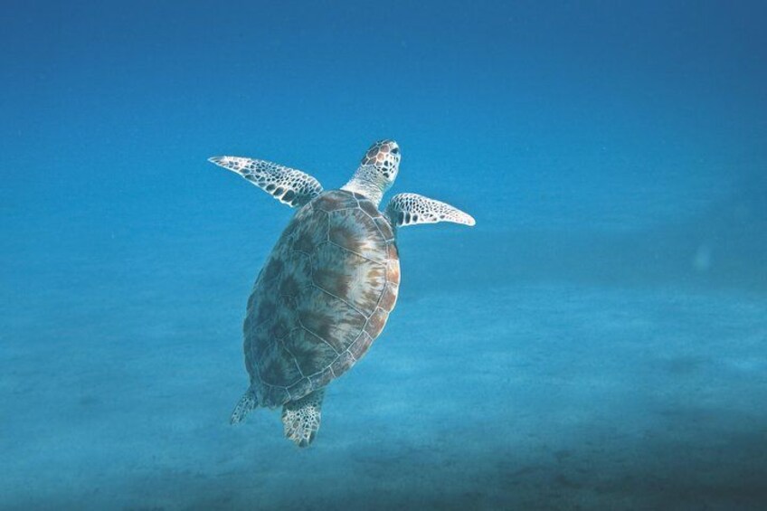 Une tortue de mer nageant sous l’eau. 4