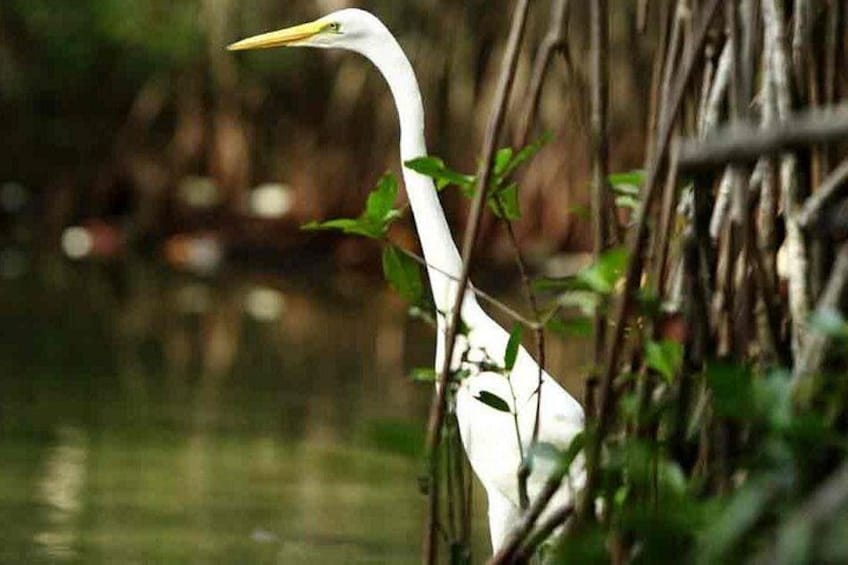 A white bird with a yellow beak standing in a marshy area with dense vegetation. 1