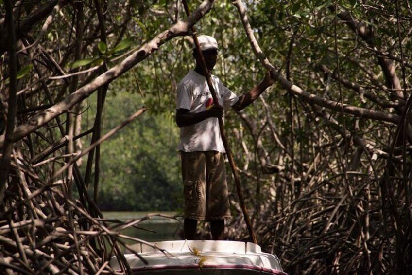A person standing on a boat surrounded by dense mangrove trees. 1