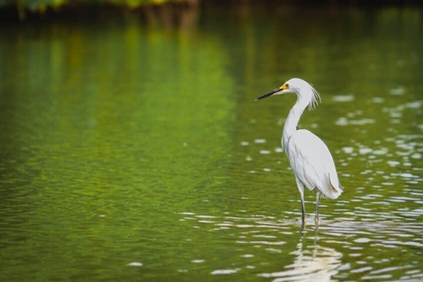 Explore La Boquilla’s Mangrove Tunnels with Local Fishermen 2