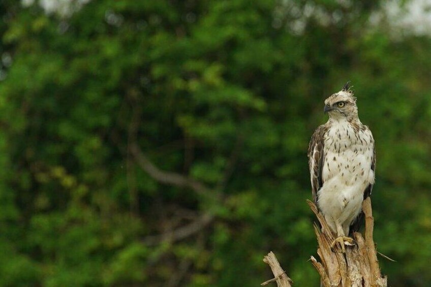 Een vogel zit op een tak. 1