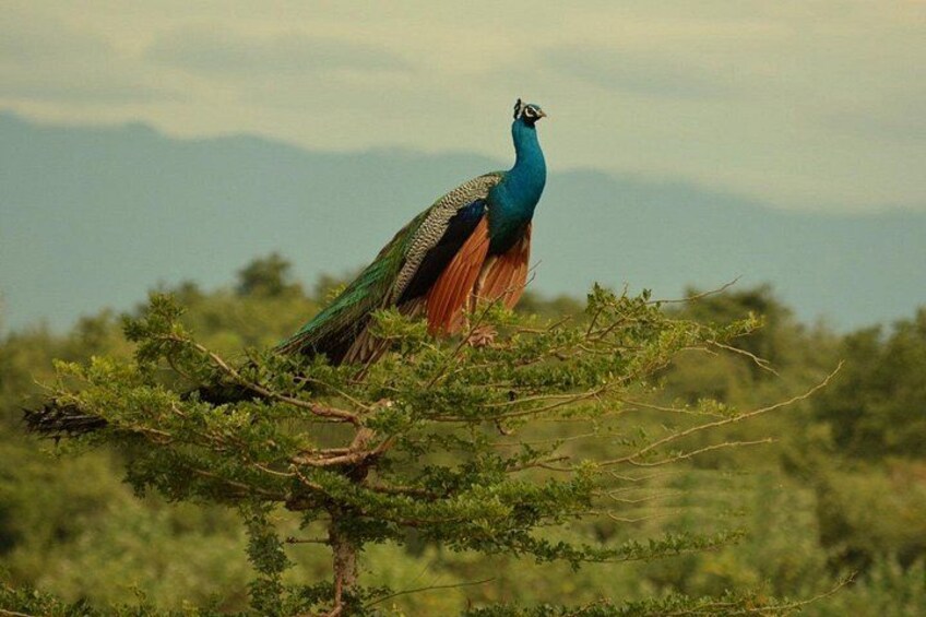 Half Day Udawalawe Safari from Kalutara (Entrance + Lunch) 3