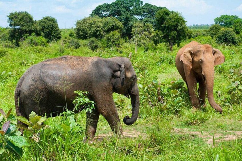 Half Day Udawalawe Safari from Kalutara (Entrance + Lunch) 2