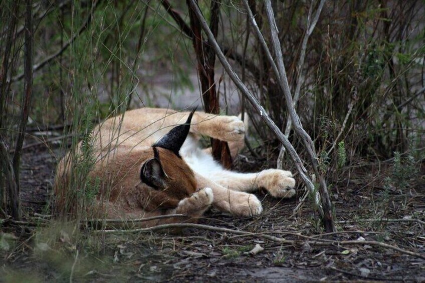 Delhi to Sariska National Park: A Thrilling Wildlife Excursion 2