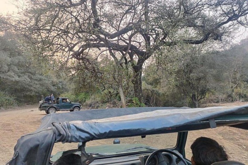 Ein Safarifahrzeug mit einer abgedeckten Ladefläche, ein Baum und eine unbefestigte Straße. 3
