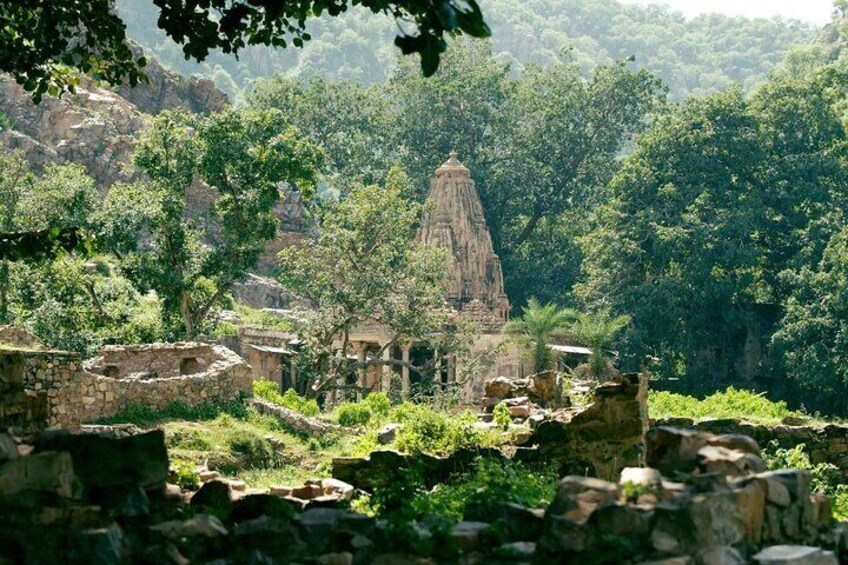 Delhi to Sariska National Park: A Thrilling Wildlife Excursion 4