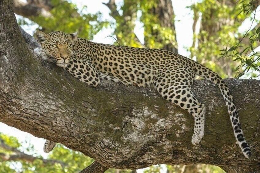 Delhi to Sariska National Park: A Thrilling Wildlife Excursion 5