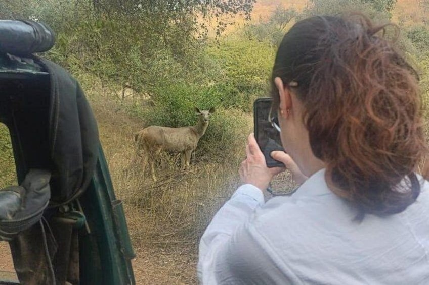 Eine Person fotografiert einen Hirsch in einer natürlichen Umgebung mit Bäumen und trockenem Gras. 2