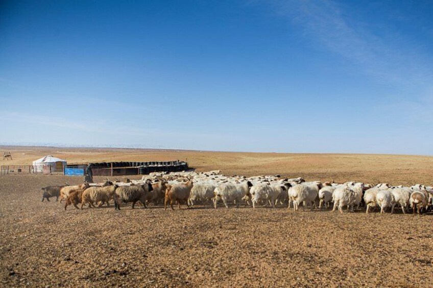 12 Days Gobi Desert and Express Mongolia 5