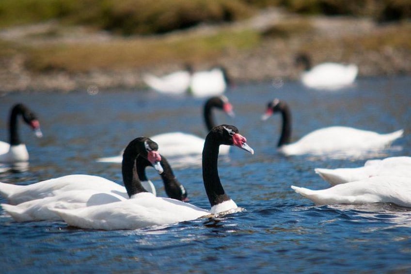 Puerto Varas; Full day, Chiloe island: Ancud, Caulin and Lacuy 2