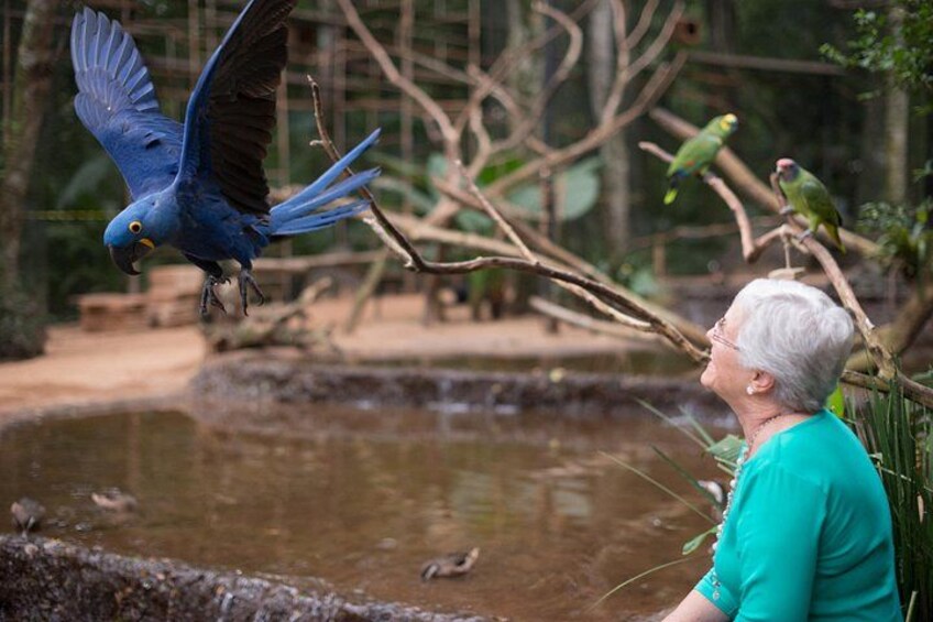 A blue parrot flying near a person and a pond. 1