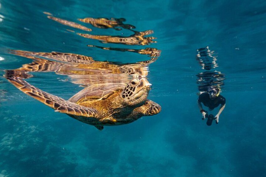 Ariki Adventures: Premium Sea Scooter Turtle Adventure 3