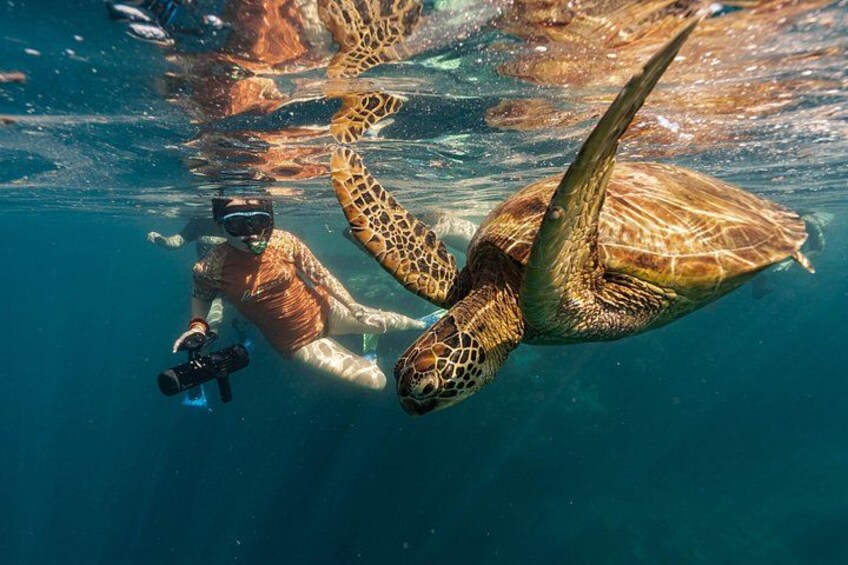 Ariki Adventures: Premium Sea Scooter Turtle Adventure 2