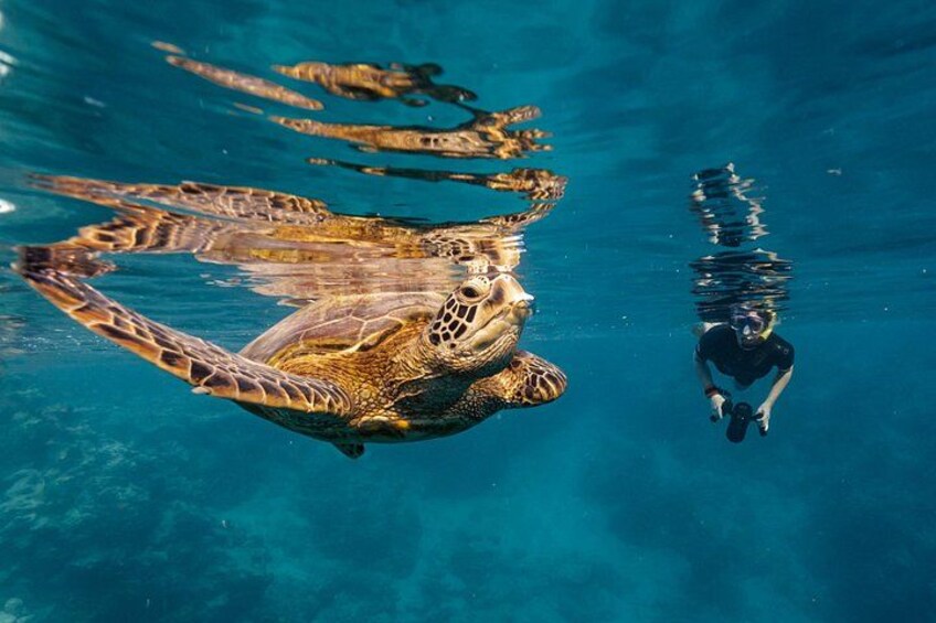 Ariki Adventures: Premium Sea Scooter Turtle Adventure 3