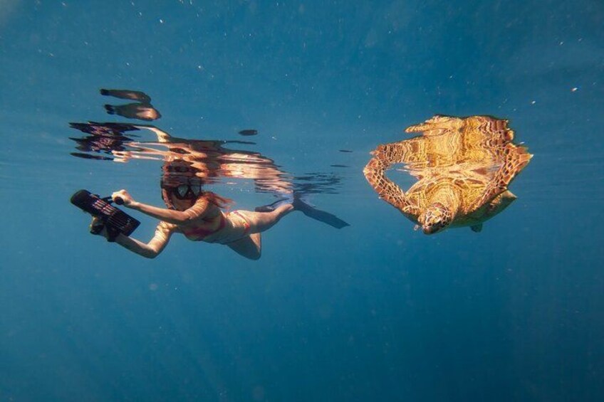Ariki Adventures: Premium Sea Scooter Turtle Adventure 1